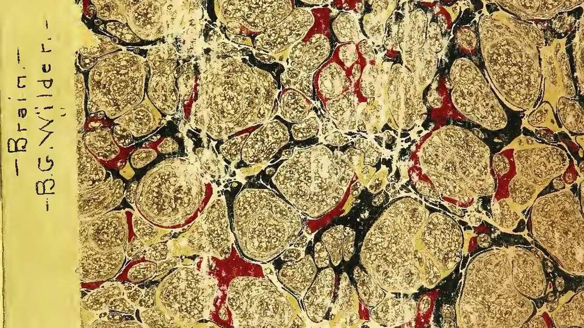 Classical illustration of neurons and the brain — the neuroscience behind divergent thinking; a Panacea Bio Chem feature by Bogdan Dicoias